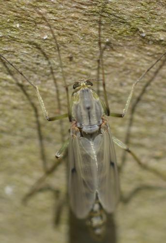 Chironomus sp.